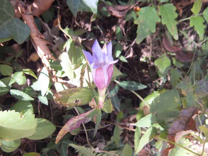 f:id:noyama_ko:20191121183230j:plain f:id:noyama_ko:20191121183230j:plain