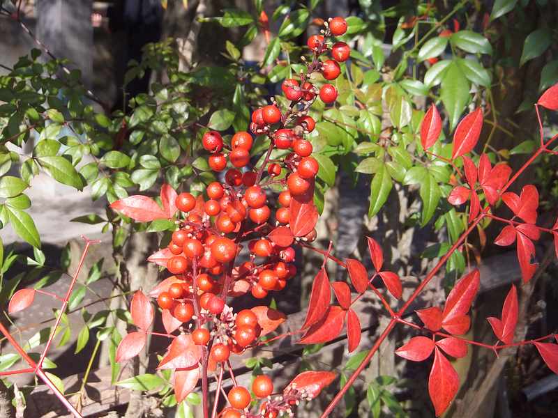 f:id:noyama_ko:20191121183436j:plain f:id:noyama_ko:20191121183436j:plain
