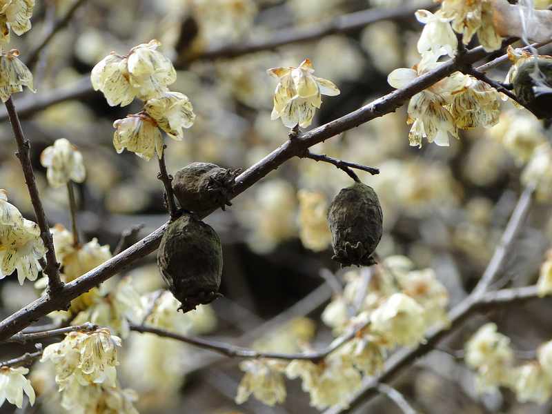f:id:noyama_ko:20200215143358j:plain f:id:noyama_ko:20200215143358j:plain