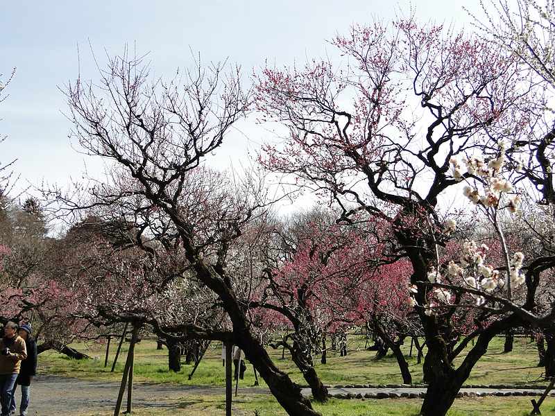 f:id:noyama_ko:20200220101529j:plain f:id:noyama_ko:20200220101529j:plain