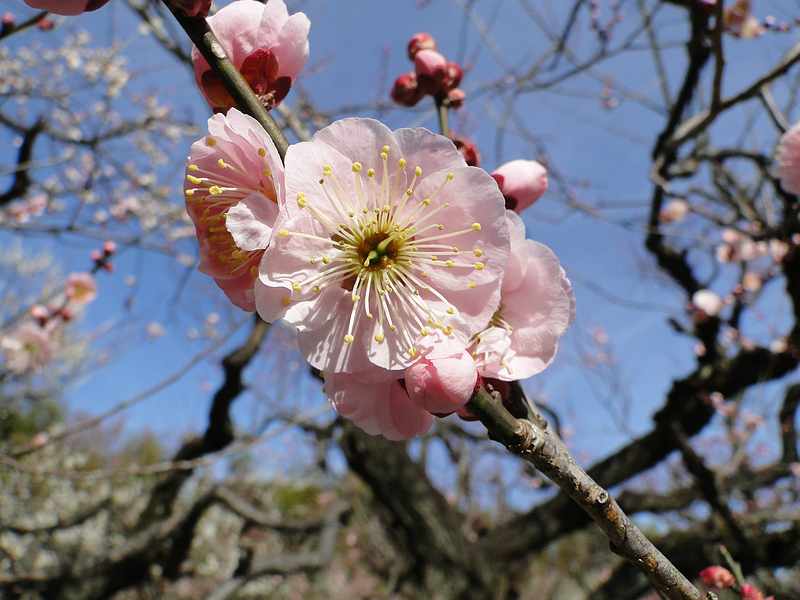 f:id:noyama_ko:20200220102210j:plain f:id:noyama_ko:20200220102210j:plain