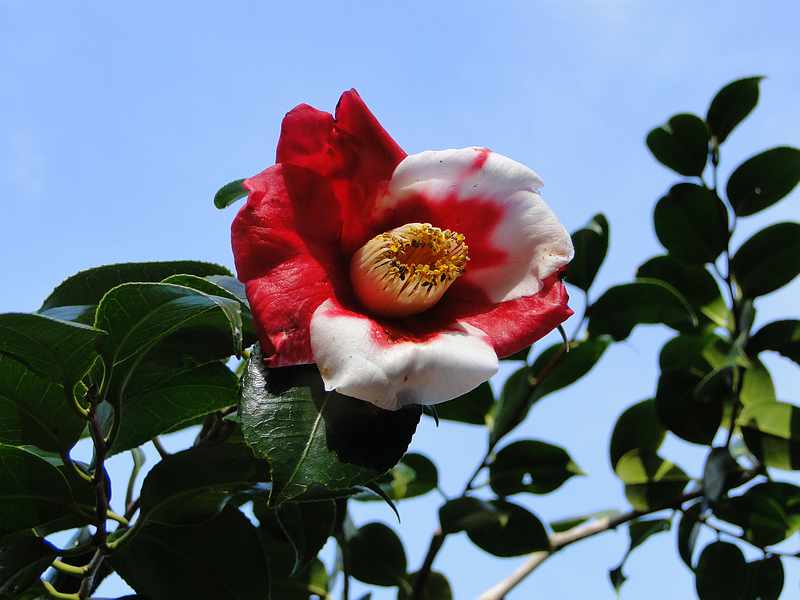 f:id:noyama_ko:20200220103439j:plain f:id:noyama_ko:20200220103439j:plain