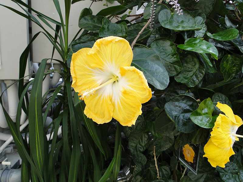 f:id:noyama_ko:20200220104339j:plain f:id:noyama_ko:20200220104339j:plain