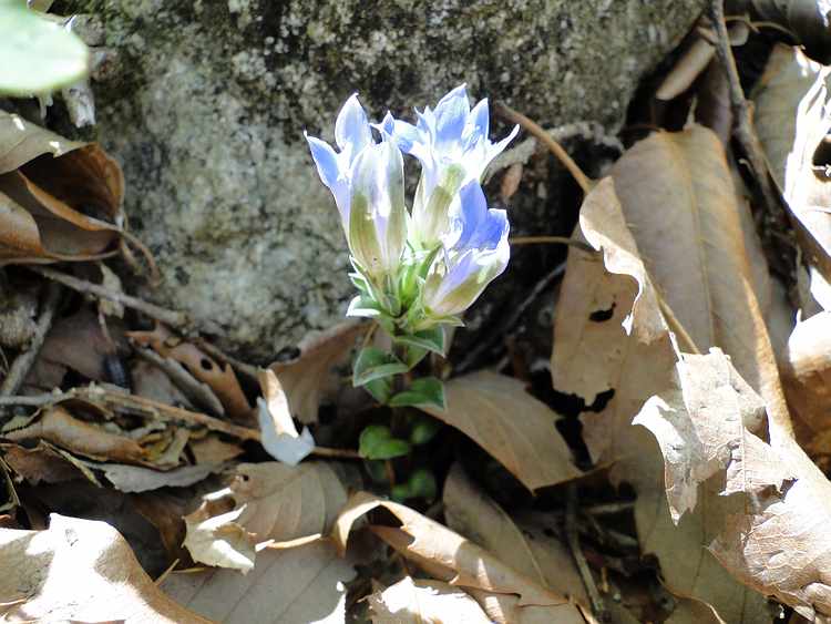 f:id:noyama_ko:20200423100821j:plain f:id:noyama_ko:20200423100821j:plain