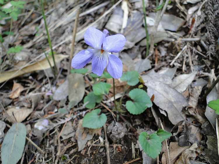 f:id:noyama_ko:20200423102614j:plain f:id:noyama_ko:20200423102614j:plain