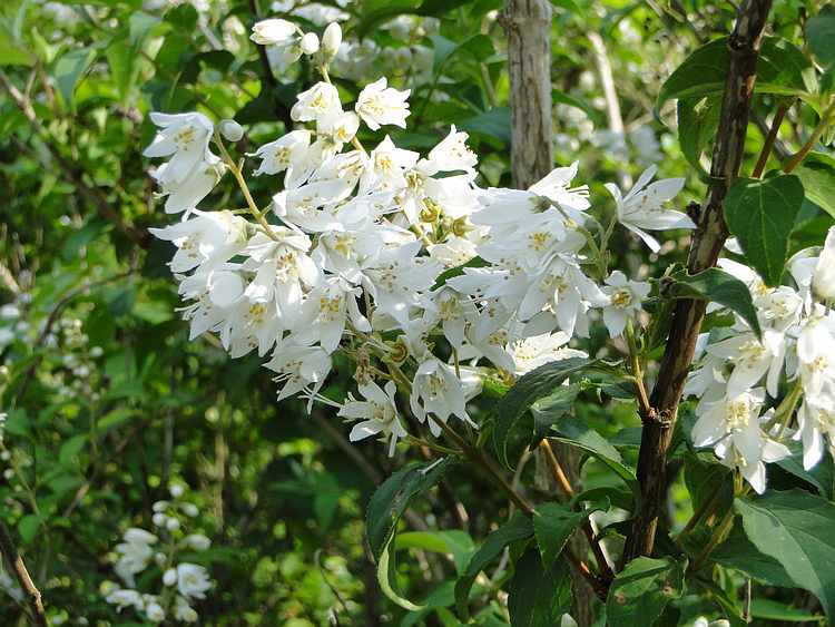 f:id:noyama_ko:20200527212839j:plain f:id:noyama_ko:20200527212839j:plain