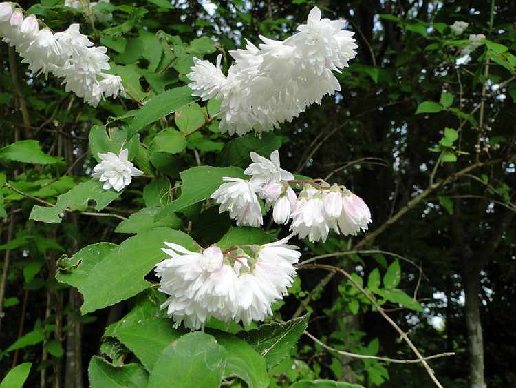 f:id:noyama_ko:20200527212849j:plain f:id:noyama_ko:20200527212849j:plain