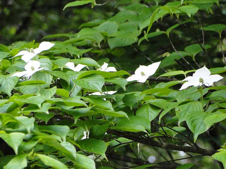 f:id:noyama_ko:20200527213625j:plain f:id:noyama_ko:20200527213625j:plain