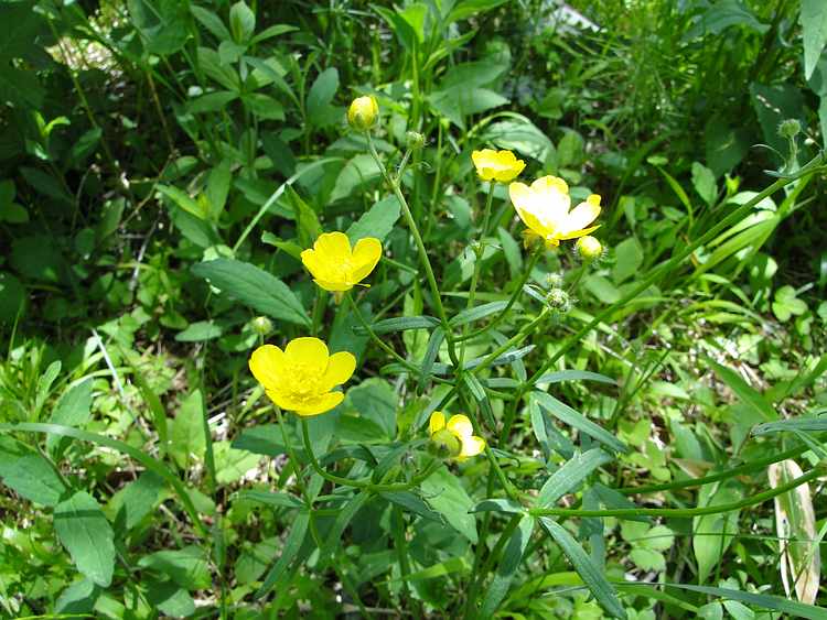 f:id:noyama_ko:20200618111822j:plain f:id:noyama_ko:20200618111822j:plain