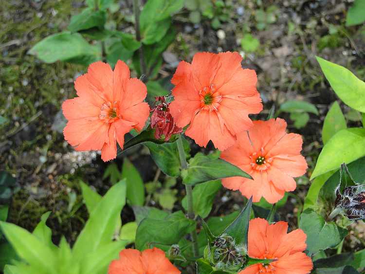 f:id:noyama_ko:20200625102145j:plain f:id:noyama_ko:20200625102145j:plain