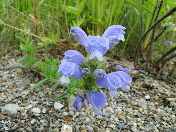 f:id:noyama_ko:20200625103224j:plain f:id:noyama_ko:20200625103224j:plain