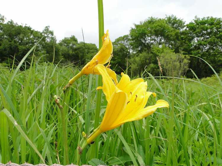 f:id:noyama_ko:20200625103632j:plain f:id:noyama_ko:20200625103632j:plain