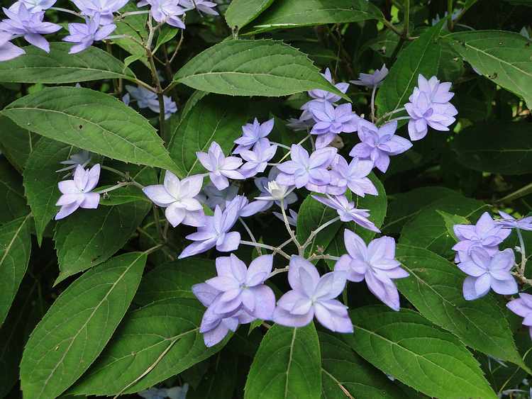 f:id:noyama_ko:20200704084803j:plain f:id:noyama_ko:20200704084803j:plain