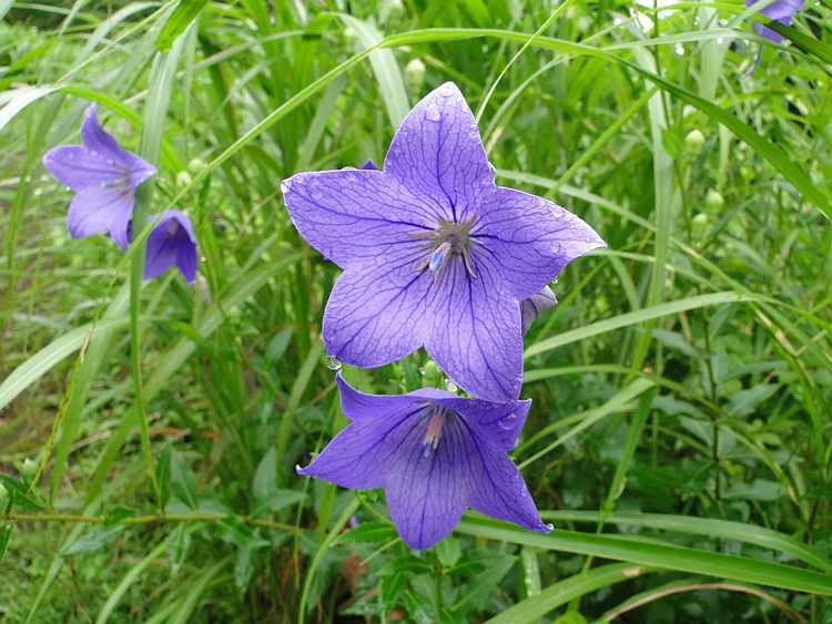 f:id:noyama_ko:20200715223714j:plain f:id:noyama_ko:20200715223714j:plain