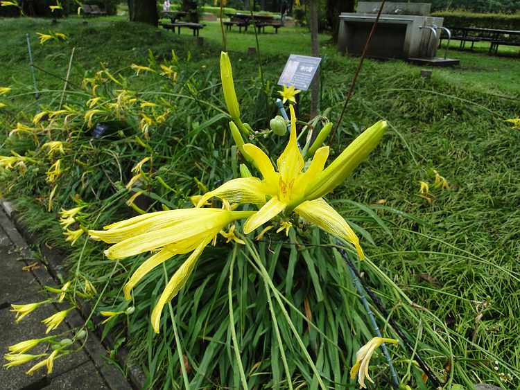 f:id:noyama_ko:20200715224941j:plain f:id:noyama_ko:20200715224941j:plain