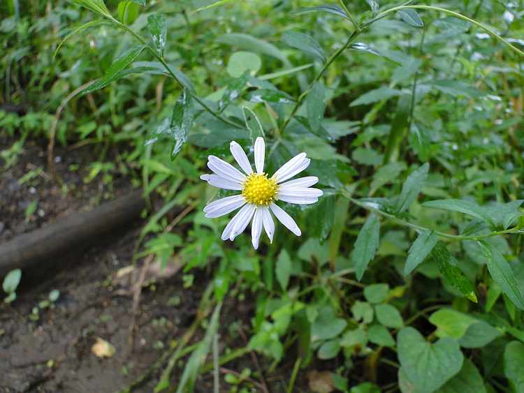 f:id:noyama_ko:20200715225302j:plain f:id:noyama_ko:20200715225302j:plain