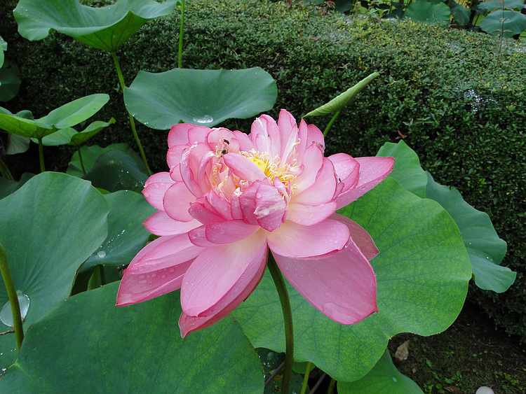f:id:noyama_ko:20200715225605j:plain f:id:noyama_ko:20200715225605j:plain