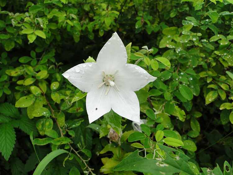 f:id:noyama_ko:20200715225852j:plain f:id:noyama_ko:20200715225852j:plain