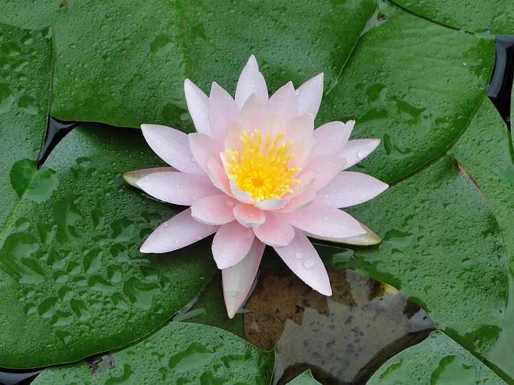 f:id:noyama_ko:20200715230422j:plain f:id:noyama_ko:20200715230422j:plain