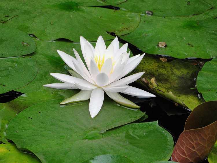 f:id:noyama_ko:20200715230450j:plain f:id:noyama_ko:20200715230450j:plain
