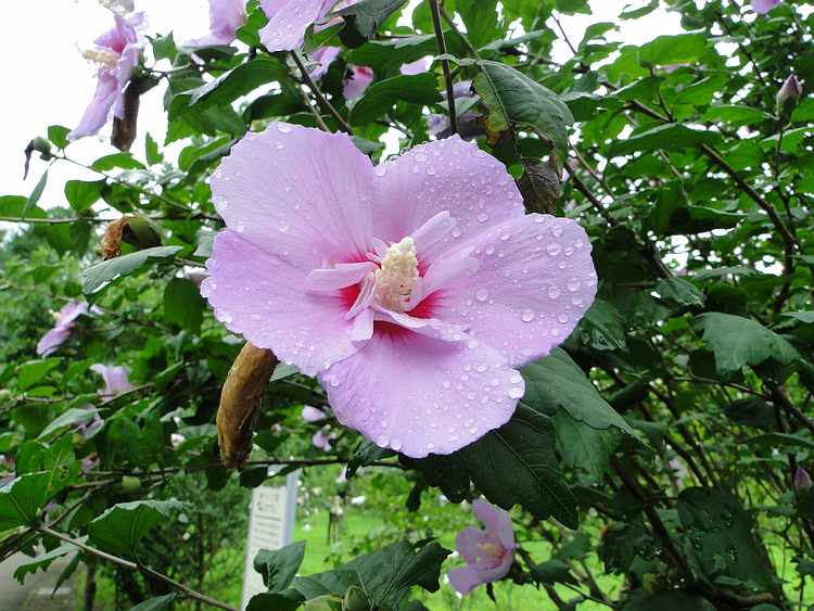 f:id:noyama_ko:20200715230607j:plain f:id:noyama_ko:20200715230607j:plain