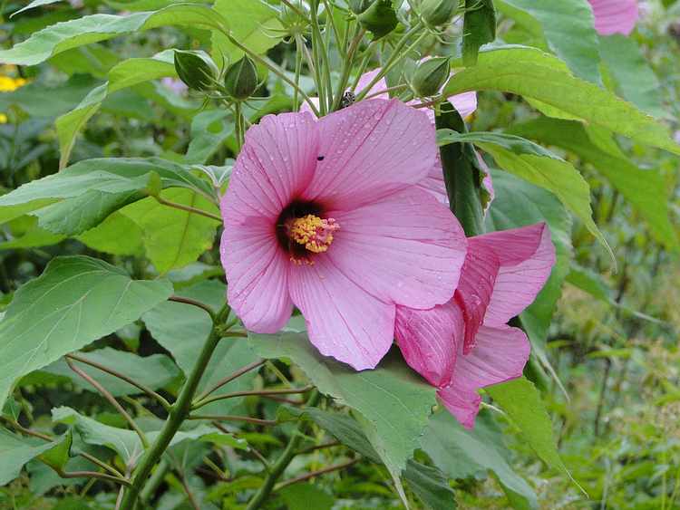 f:id:noyama_ko:20200715230835j:plain f:id:noyama_ko:20200715230835j:plain
