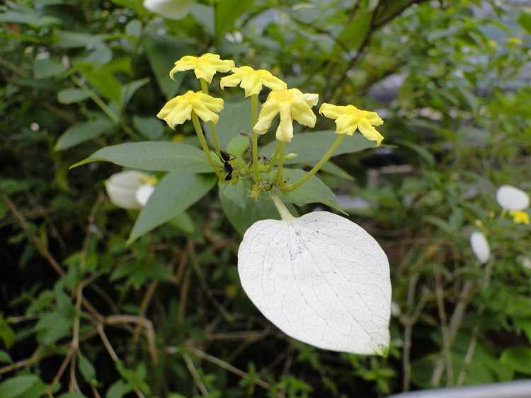 f:id:noyama_ko:20200715231140j:plain f:id:noyama_ko:20200715231140j:plain