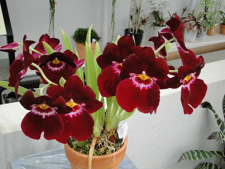 f:id:noyama_ko:20200715231605j:plain f:id:noyama_ko:20200715231605j:plain