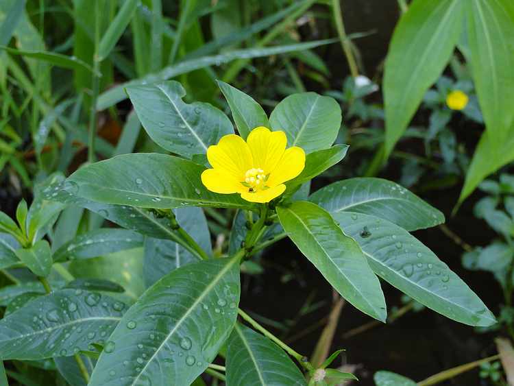 f:id:noyama_ko:20200716183459j:plain f:id:noyama_ko:20200716183459j:plain