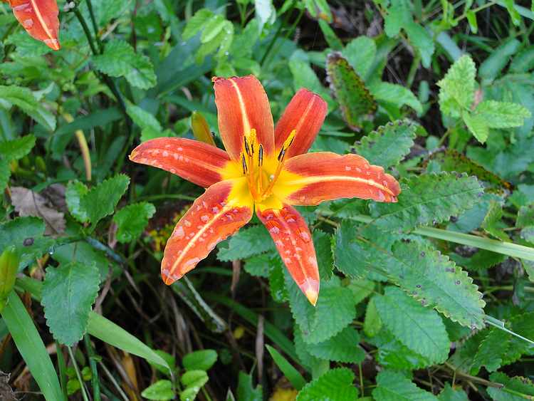f:id:noyama_ko:20200716183543j:plain f:id:noyama_ko:20200716183543j:plain