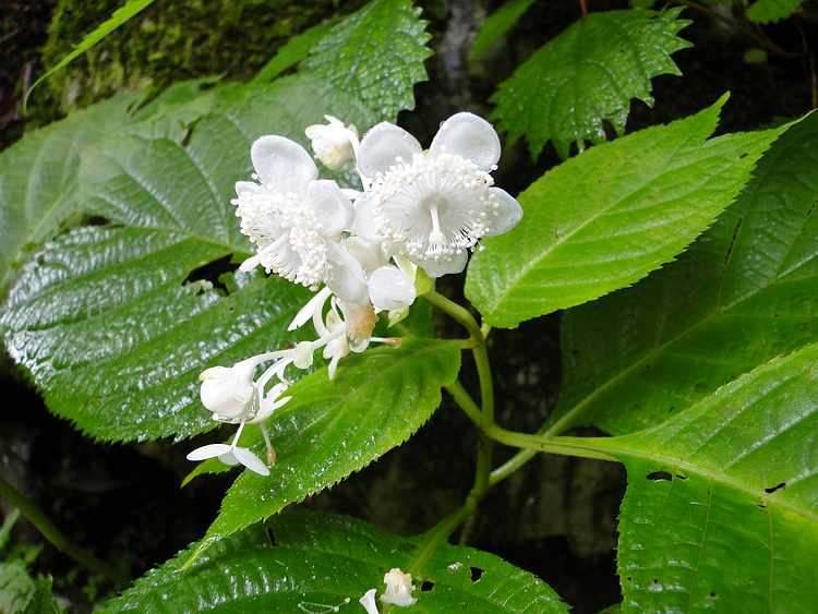 f:id:noyama_ko:20200730191418j:plain f:id:noyama_ko:20200730191418j:plain