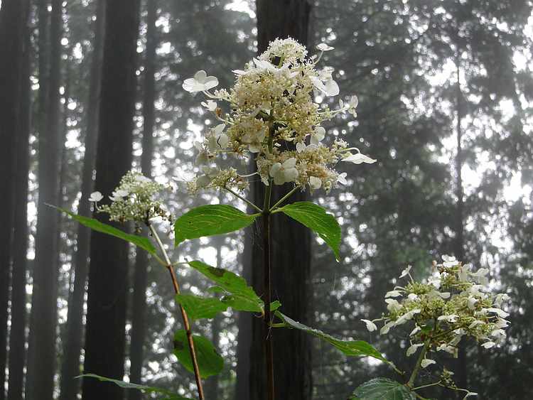 f:id:noyama_ko:20200730195201j:plain f:id:noyama_ko:20200730195201j:plain
