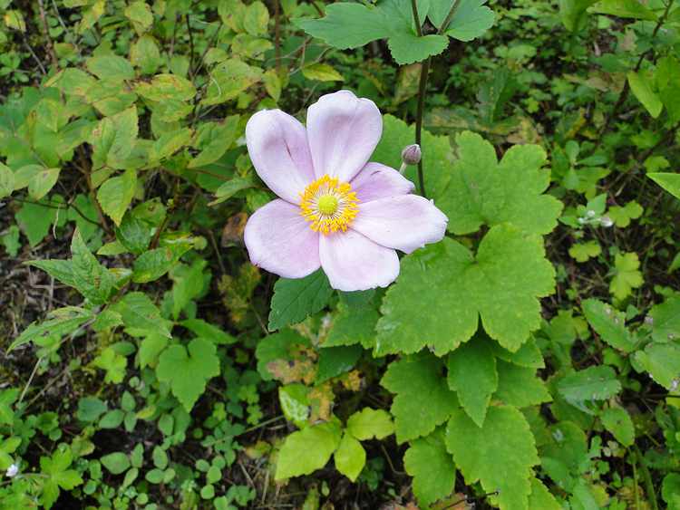 f:id:noyama_ko:20200917153641j:plain f:id:noyama_ko:20200917153641j:plain
