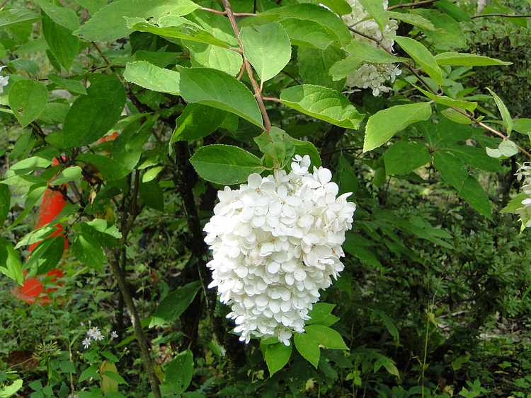 f:id:noyama_ko:20200917154145j:plain f:id:noyama_ko:20200917154145j:plain
