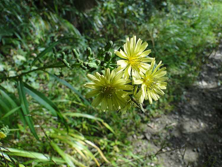 f:id:noyama_ko:20201009213305j:plain f:id:noyama_ko:20201009213305j:plain