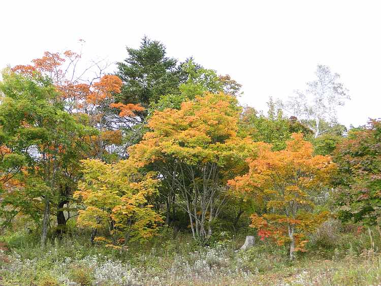 f:id:noyama_ko:20201011100920j:plain f:id:noyama_ko:20201011100920j:plain