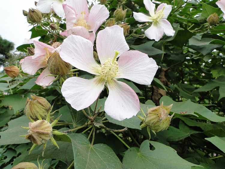 f:id:noyama_ko:20201018193323j:plain f:id:noyama_ko:20201018193323j:plain