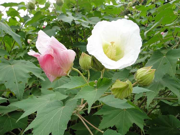 f:id:noyama_ko:20201018193333j:plain f:id:noyama_ko:20201018193333j:plain
