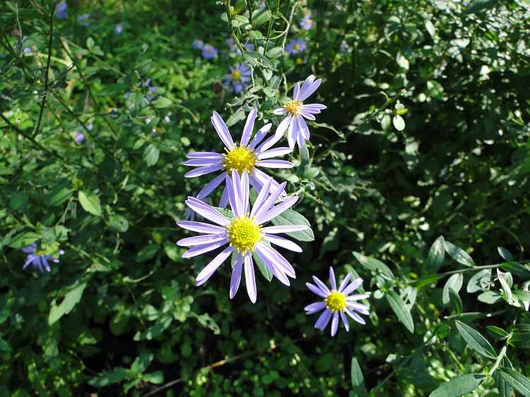 f:id:noyama_ko:20201027125356j:plain f:id:noyama_ko:20201027125356j:plain