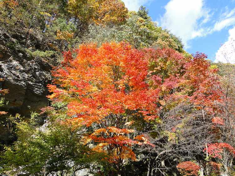 f:id:noyama_ko:20201101095423j:plain f:id:noyama_ko:20201101095423j:plain