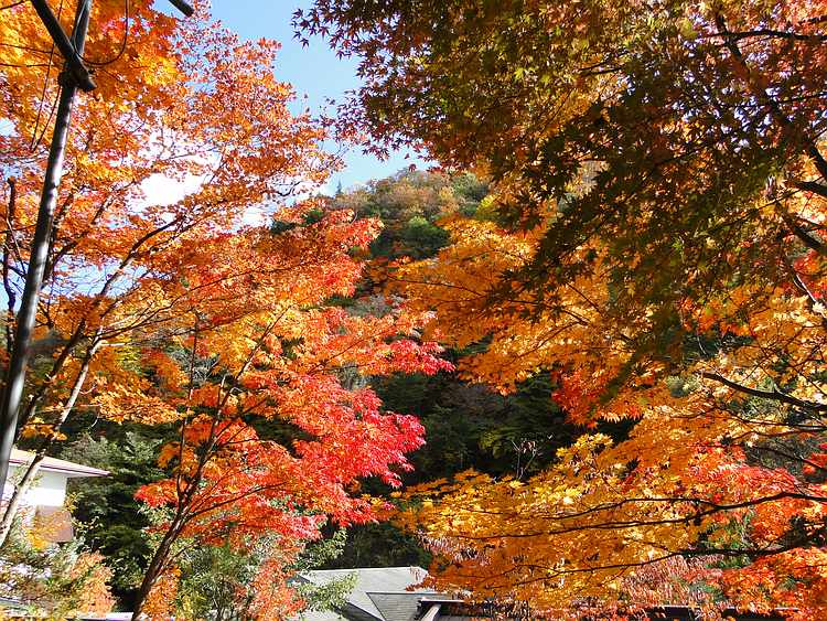 f:id:noyama_ko:20201101095503j:plain f:id:noyama_ko:20201101095503j:plain