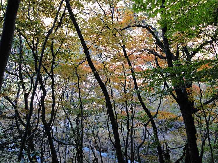 f:id:noyama_ko:20201102185226j:plain f:id:noyama_ko:20201102185226j:plain
