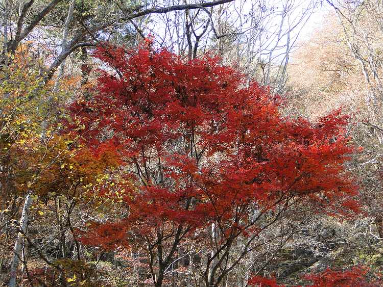 f:id:noyama_ko:20201111230956j:plain f:id:noyama_ko:20201111230956j:plain