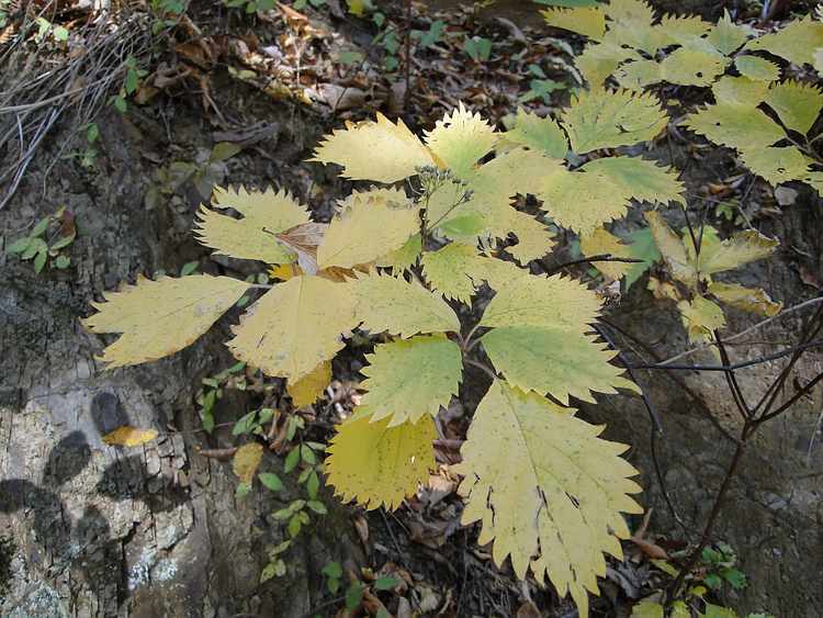 f:id:noyama_ko:20201111231350j:plain f:id:noyama_ko:20201111231350j:plain