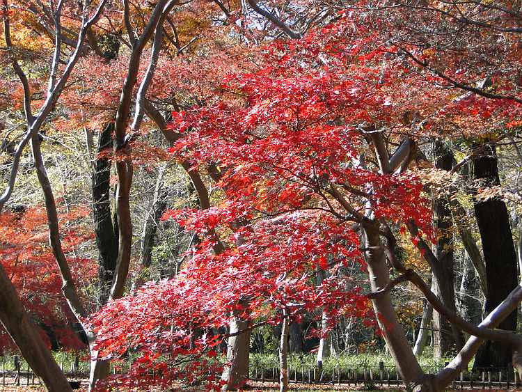 f:id:noyama_ko:20211209225503j:plain
