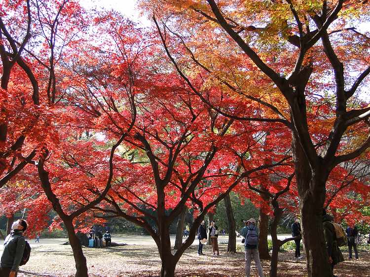f:id:noyama_ko:20211211180944j:plain