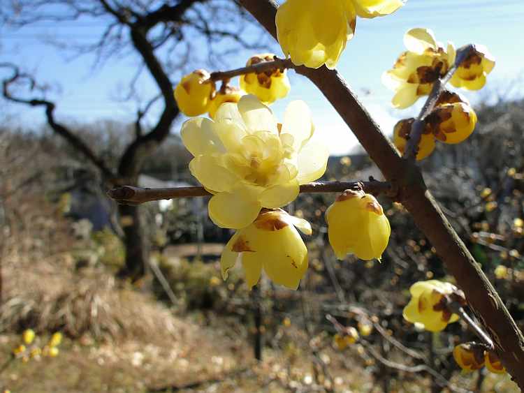 f:id:noyama_ko:20220118154521j:plain