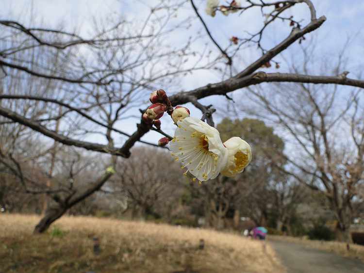 f:id:noyama_ko:20220130234903j:plain