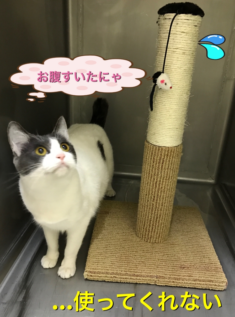 f:id:nozawa_clinic:20161220183549j:plain f:id:nozawa_clinic:20161220183549j:plain