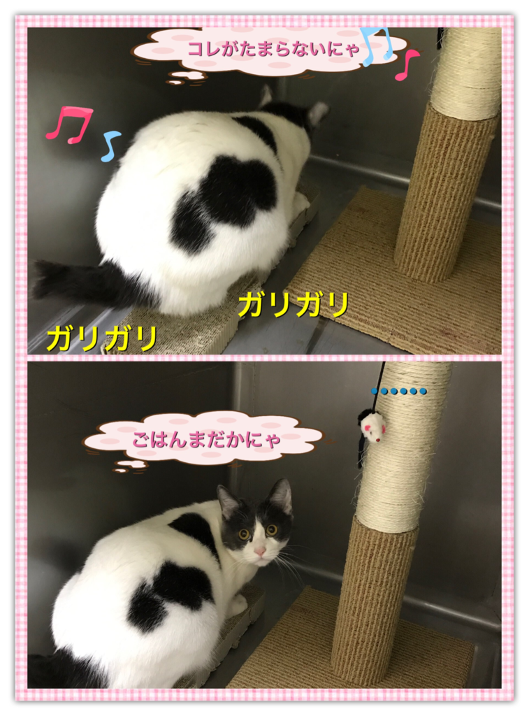 f:id:nozawa_clinic:20161220184351p:plain f:id:nozawa_clinic:20161220184351p:plain